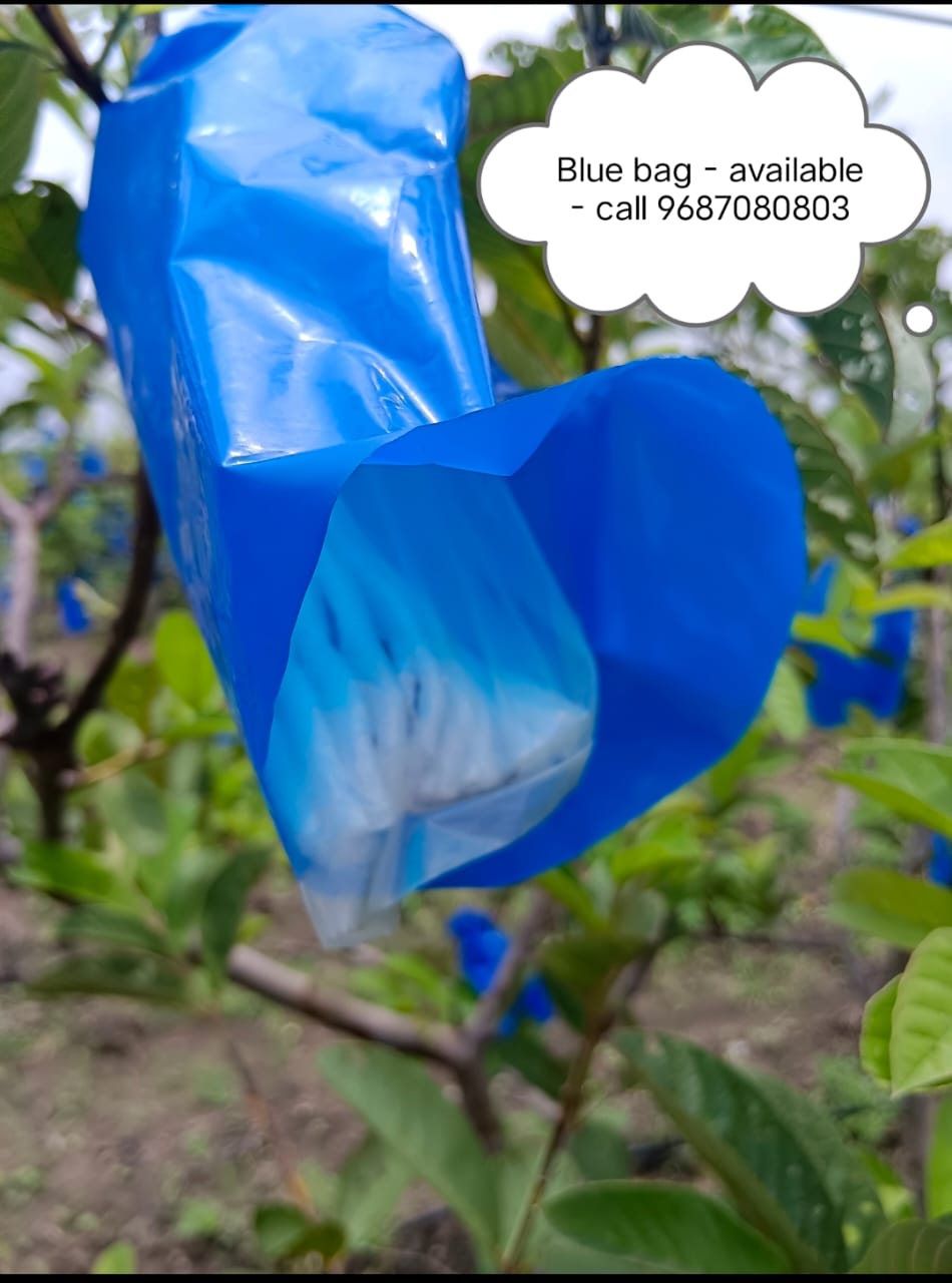 BLUE BAG